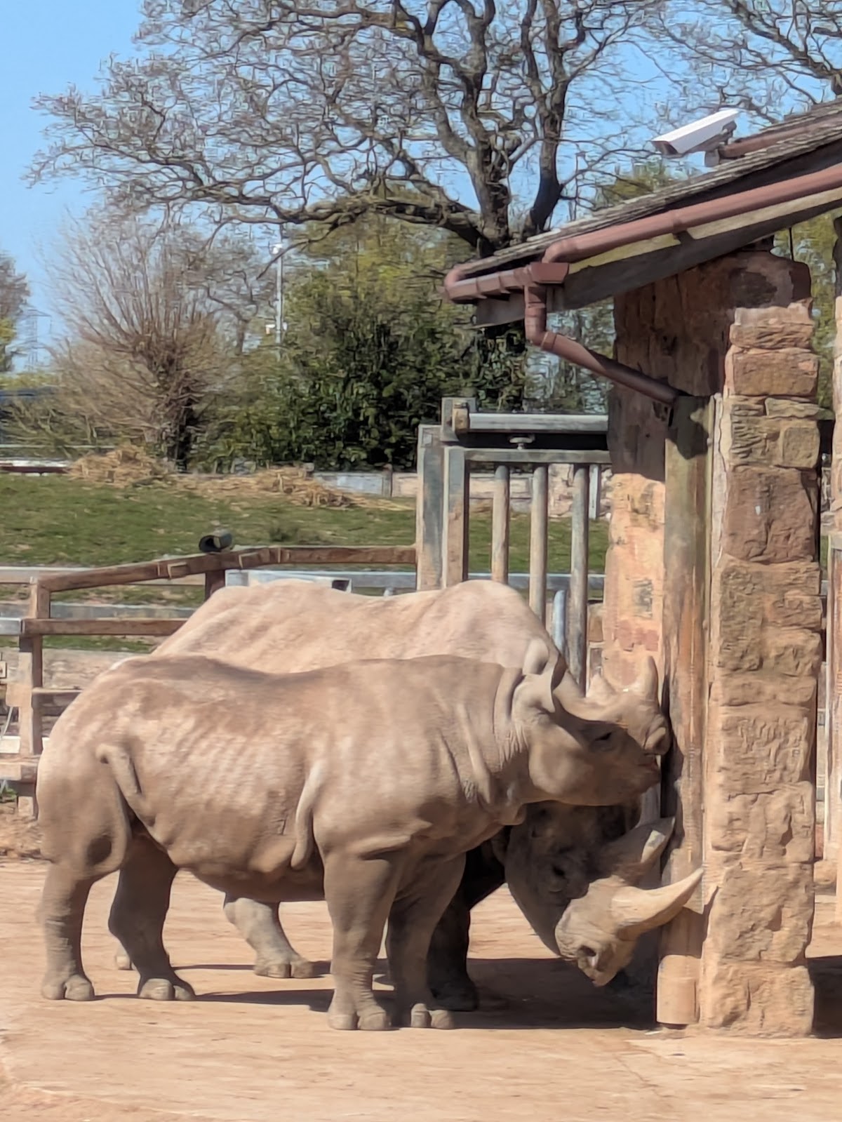 Chester Zoo Google photo 3