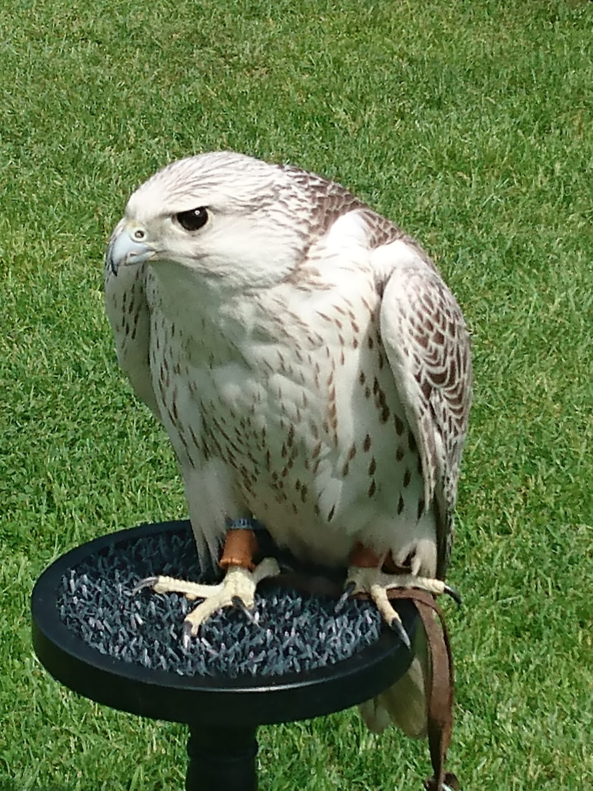 Chester Cathedral Falconry and Nature Gardens Google photo 1